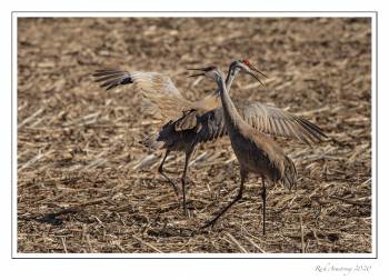 sandhill pair 2.jpg